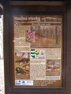 Kandík psí zub tabule